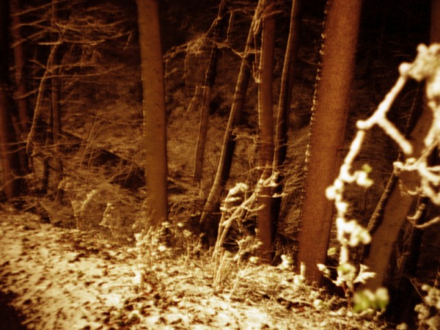 Nachtwald 1, 1991