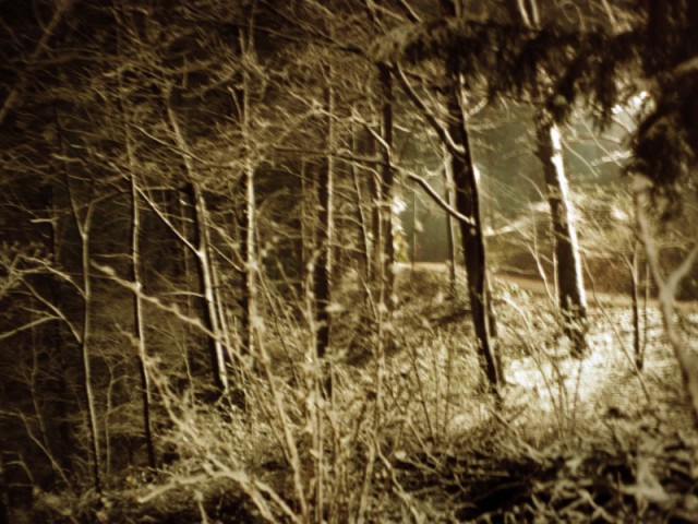 Nachtwald 2, 1991